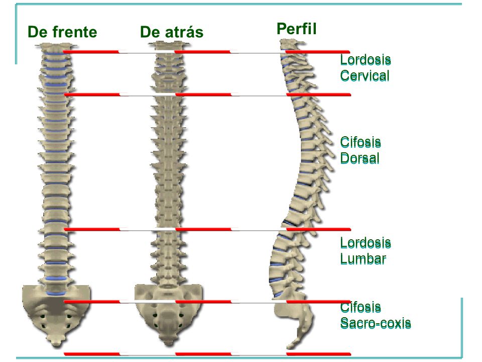 Sobre que lado es necesario dormir a pravostoronnem la escoliosis
